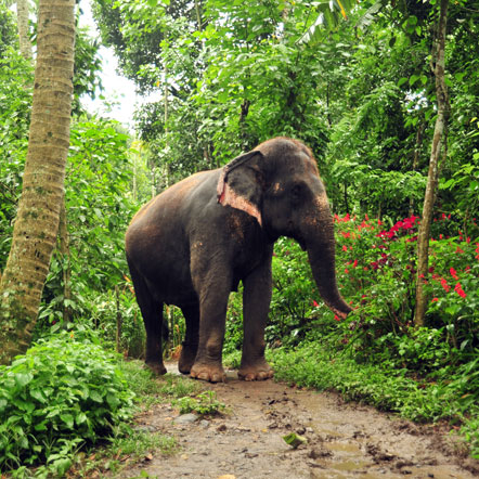 elephant safari thekkady