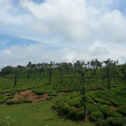 tea plantations thekkady kerala